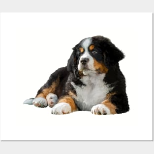 Bernese Mountain Dog Posters and Art